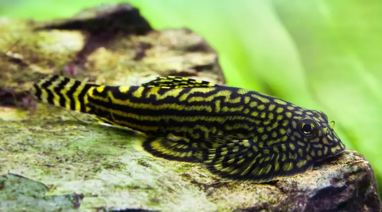 Spotted hillstream loach grazing on a rock