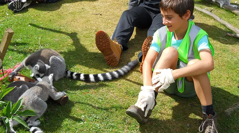 A Junior Zoo Academy student sits with ring-tailed lemurs