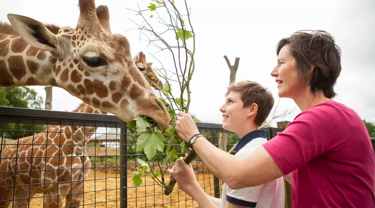 A woman and a boy feeding a giraffe as part of the Meet the Giraffes experience at Whipsnade Zoo 