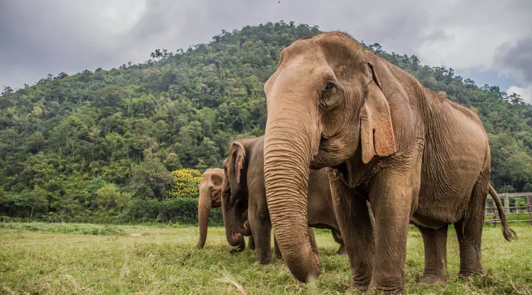 Asian elephant herd in the wild