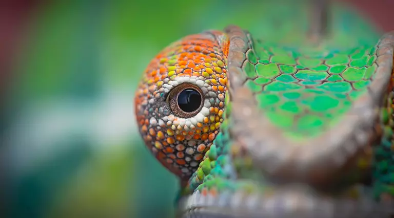 Chameleon eye close up