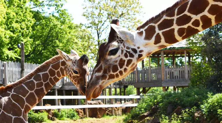 Giraffes at Whipsnade Zoo, in front of giraffe viewing platform.