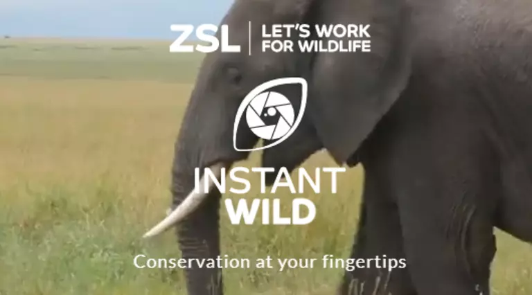 ZSL Instant Wild