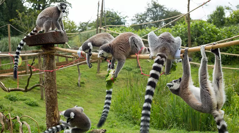 Ring tailed lemurs climbing and eating at Whipsnade Zoo