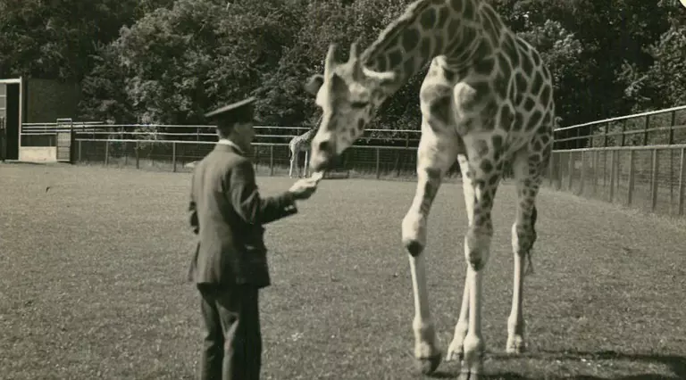 A Zookeeper handfeeds a giraffe