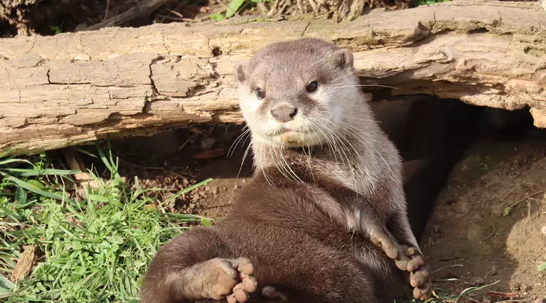 An Asian short-clawed otter at Whipsnade Zoo
