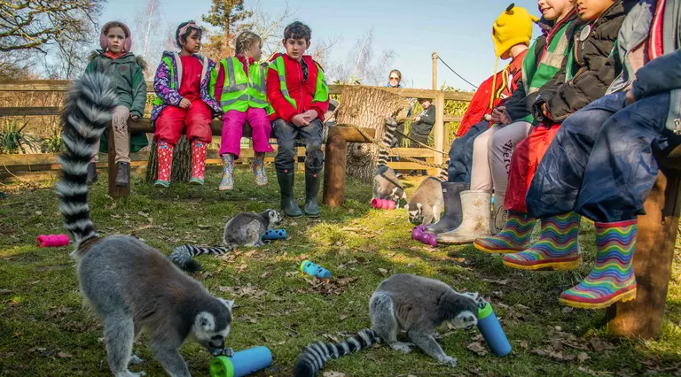 Junior Zoo Academy students provide enrichment to the lemurs