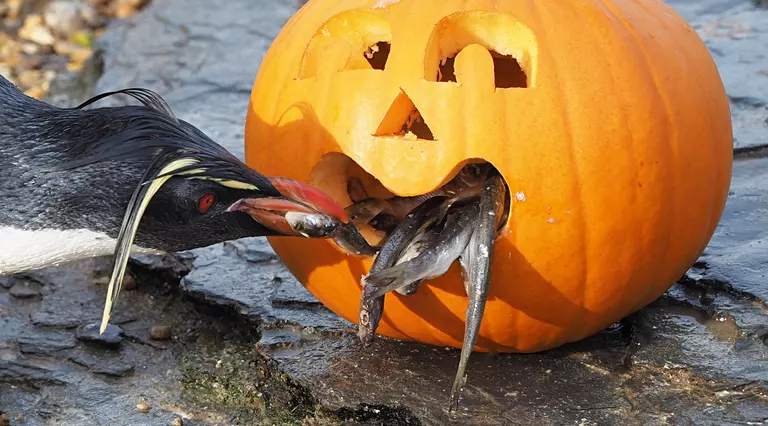 A northern rockhopper penguin leans low to pluck fish out of the mouth of a carved Halloween pumpkin