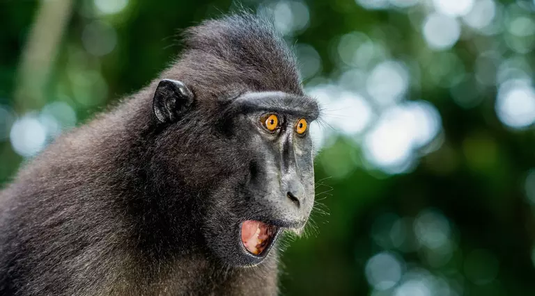 Sulawesi crested macaque with mouth open