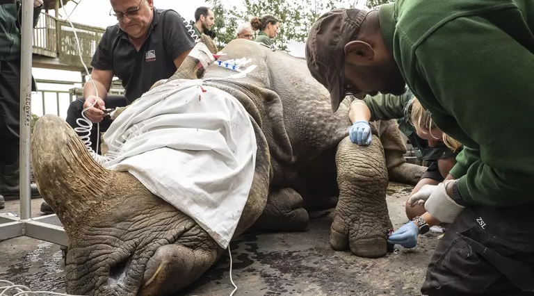 Whipsnade Zoo's vets also used the procedure to complete health checks for Behan. Here, Whipsnade Zoo's vets draw blood from her foot