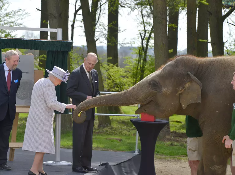 HM The Queen feeds Donna the elephant a banana at the opening of the Centre for Elephant Care