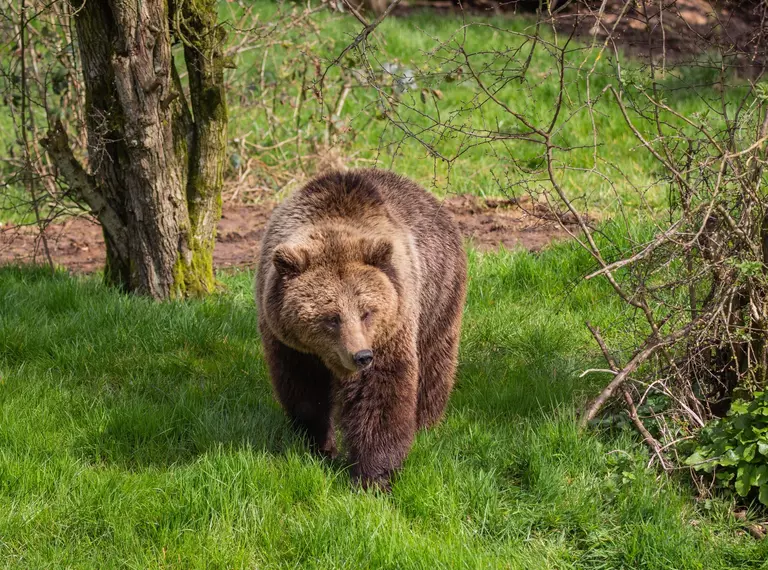 A European brown bear in her woodland home at Whipsnade Zoo