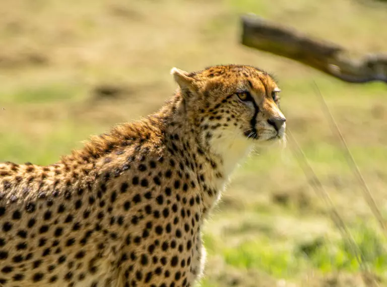 A cheetah at Whipsnade Zoo