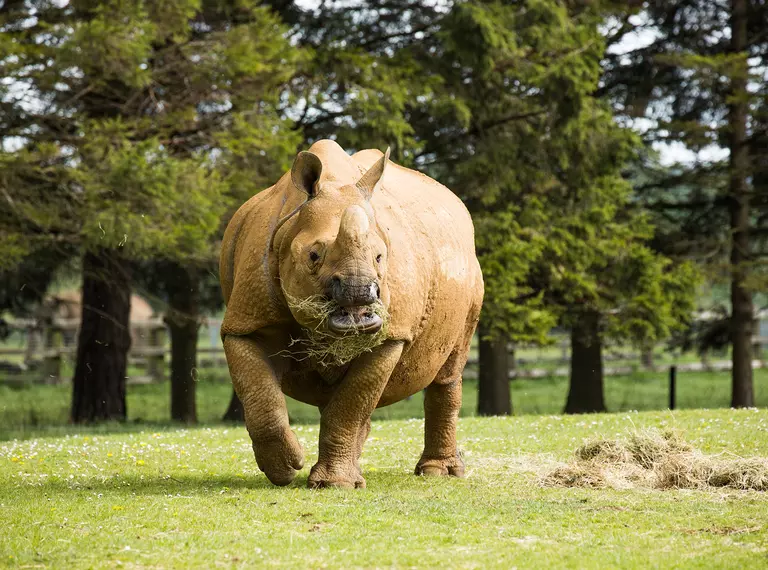 A greater one-horned rhino in the paddock at Whipsnade Zoo
