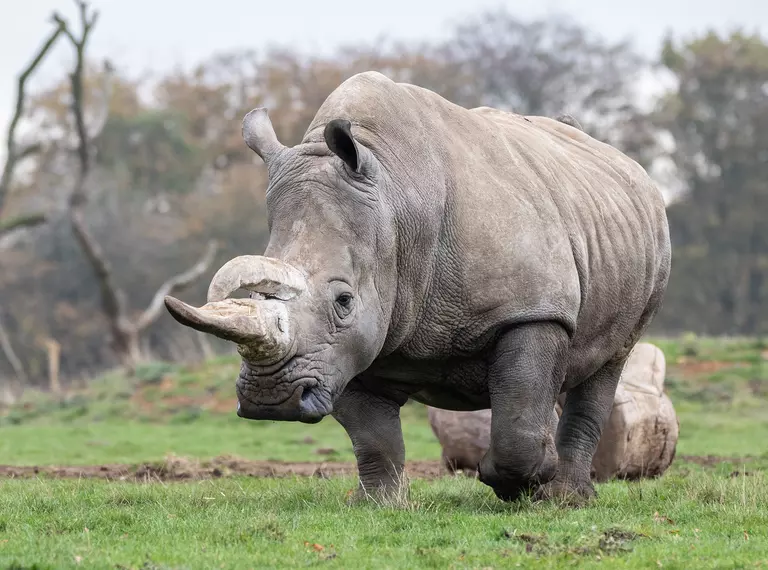 A white rhino at Whipsnade Zoo