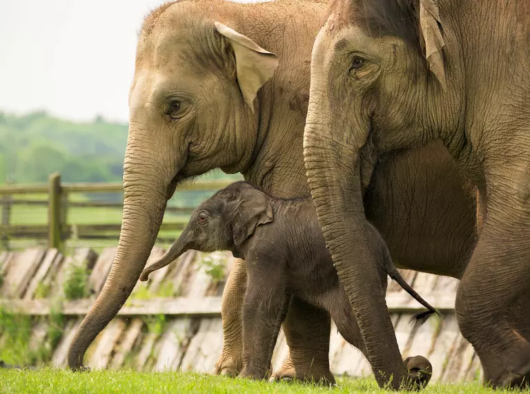 Asian elephants with an elephant calf