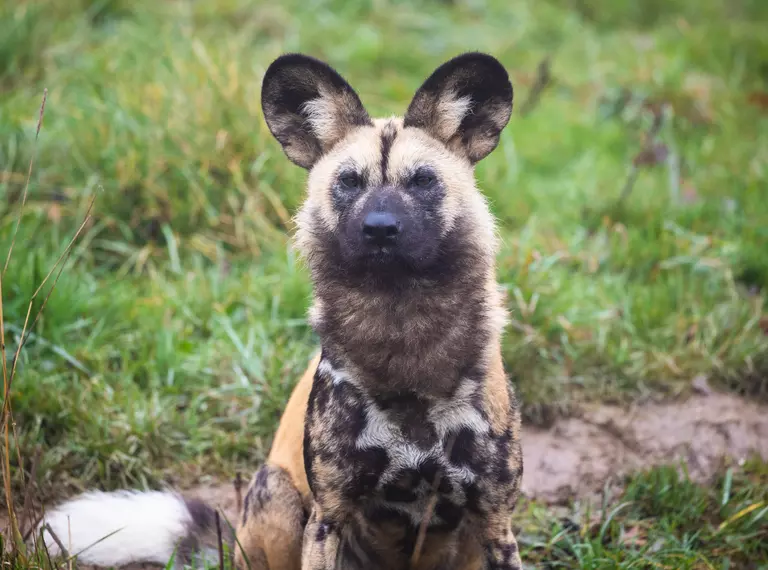 An African wild dog at Whipsnade Zoo looks at the camera