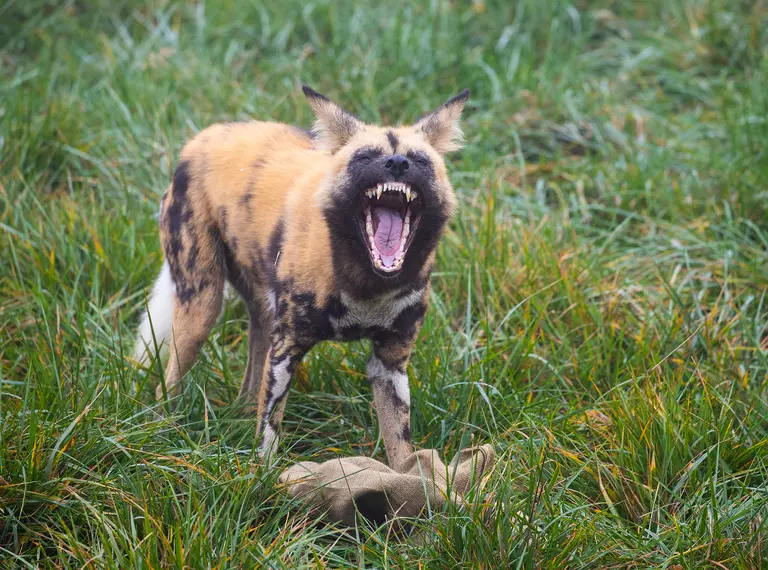 An African wild dog at Whipsnade Zoo shows her teeth