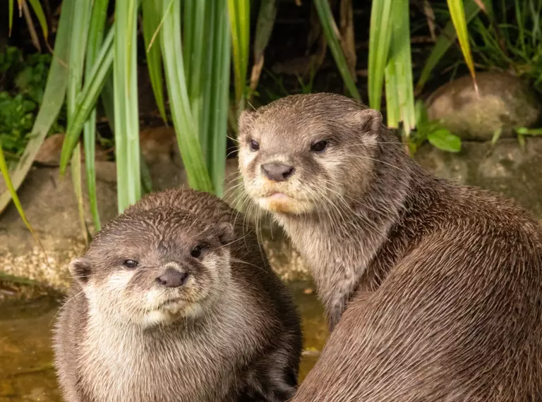 Carol and Ernie the otters at Whipsnade Zoo