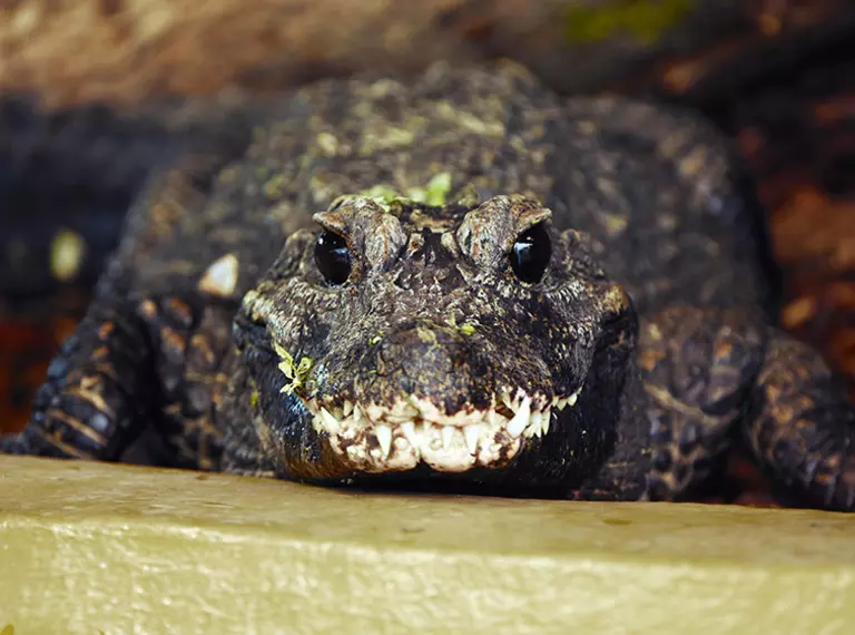African dwarf crocodile at Whipsnade Zoo