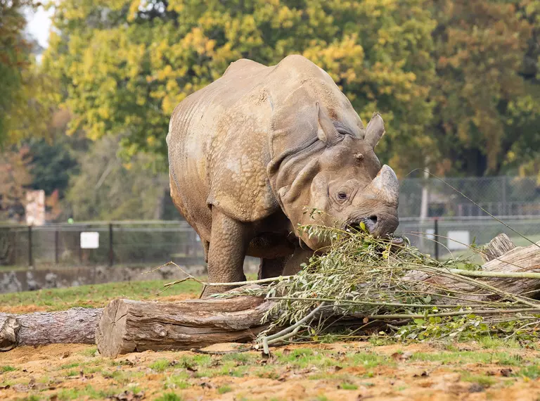 Greater one-horned rhino Hugo at Whipsnade Zoo