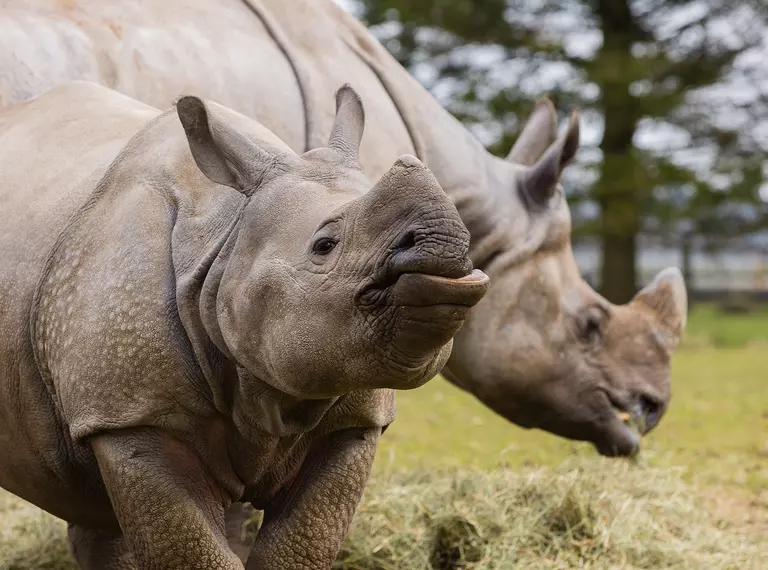 Greater one-horned rhino Zhiwa with mum Behan in the background at Whipsnade Zoo