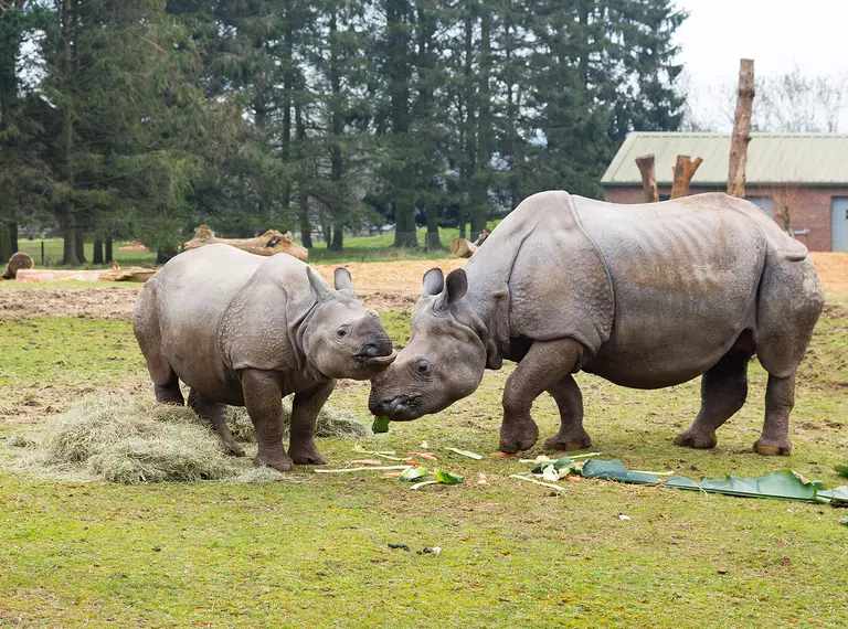 Greater one-horned rhinos Zhiwa and Behan in their outdoor paddock