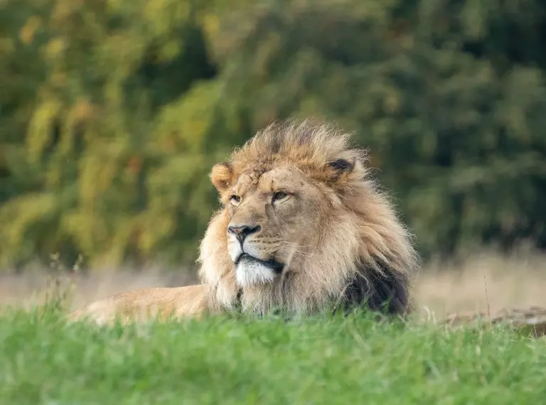 African lion Khari lying in the grass at Whipsnade Zoo