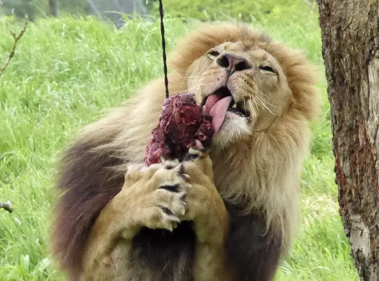 Khari the African lion with meat enrichment at Whipsnade Zoo