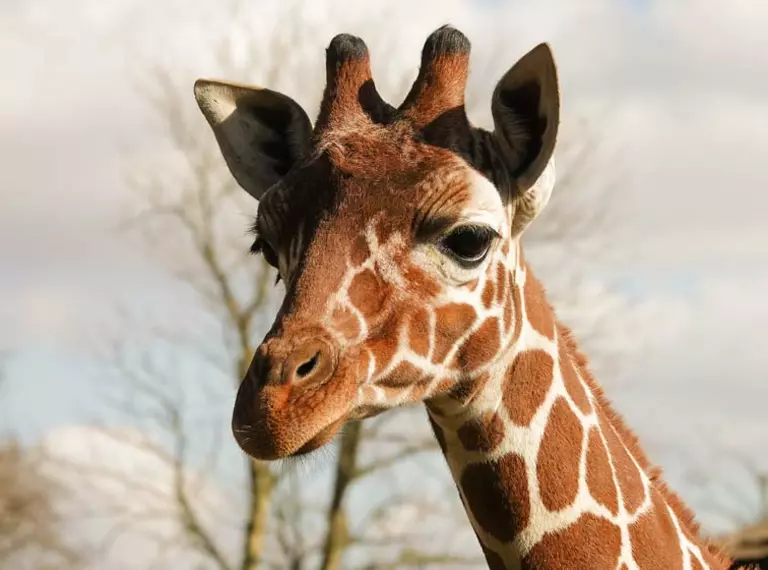 Reticulated giraffe Khari at Whipsnade Zoo