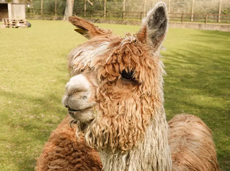 Lima the alpaca at Whipsnade Zoo