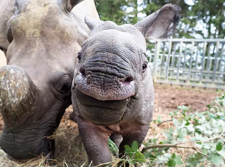 Rhino calf Zhiwa posing for a photo next to mum Behan