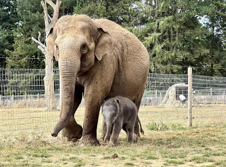 Asian elephant calf Nang Phaya with Donna