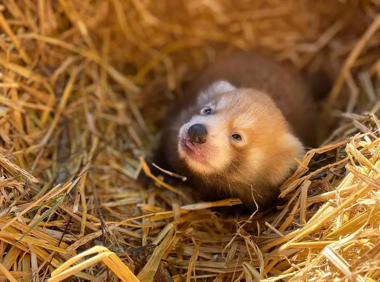 A baby red panda cosy in amongst straw in his indoor den