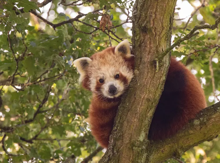 Red panda Nilo in a tree at Whipsnade Zoo