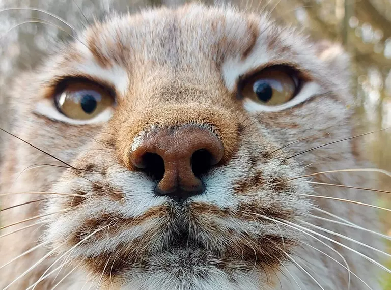 A close up of Ruby the Eurasian lynx at Whipsnade Zoo