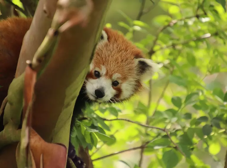 Ruby the red panda in a tree at Whipsnade Zoo
