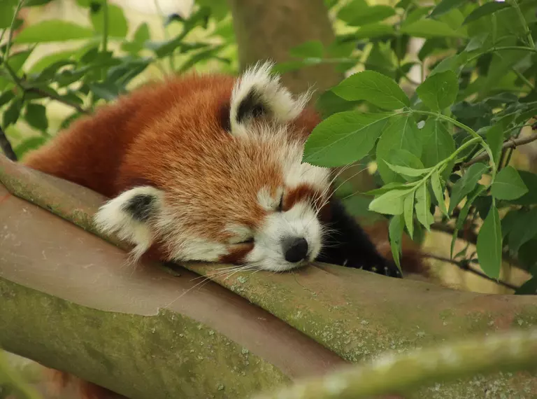 Sleepy Ruby the red panda at Whipsnade Zoo