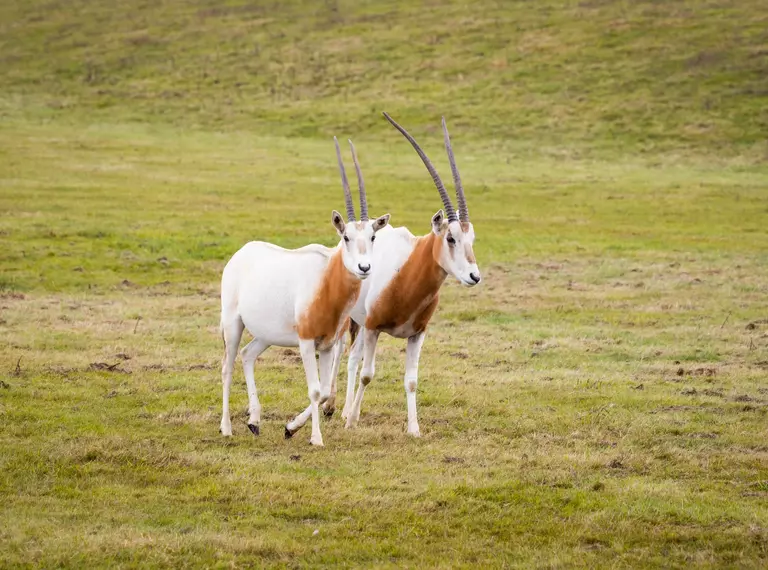 Two scimitar-horned oryx at Whipsnade Zoo
