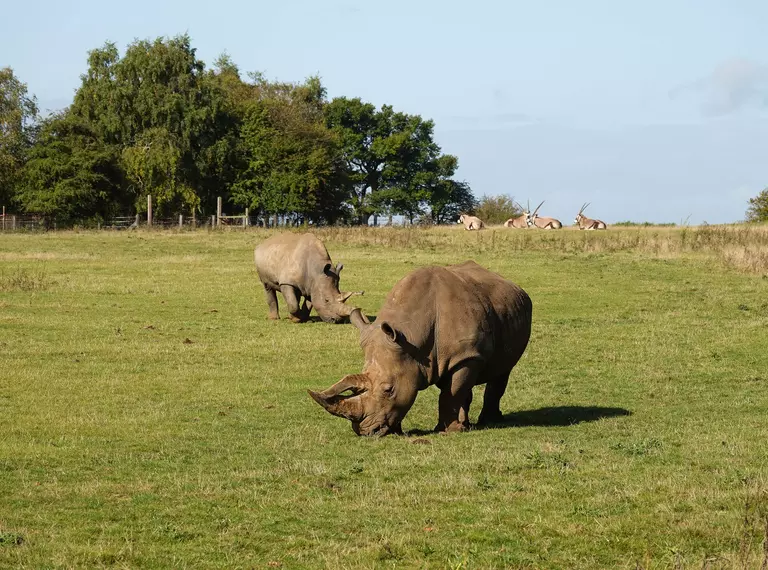 Two white rhinos at Whipsnade Zoo in their outdoor paddock with gemsbok in the background