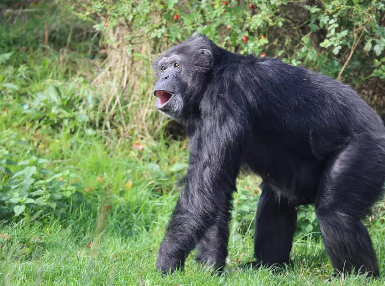 Chimp vocalising at Whipsnade Zoo