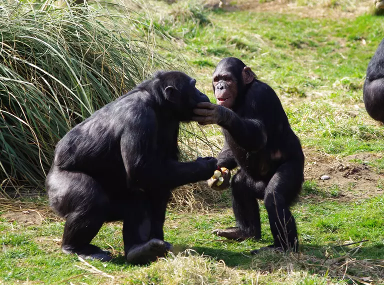 Chimps eating at Whipsnade Zoo