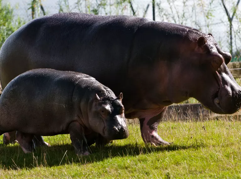 Common hippo with calf a at Whipsnade Zoo