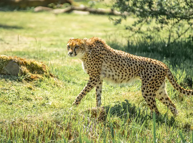 A cheetah walking in long grass at Whipsnade Zoo