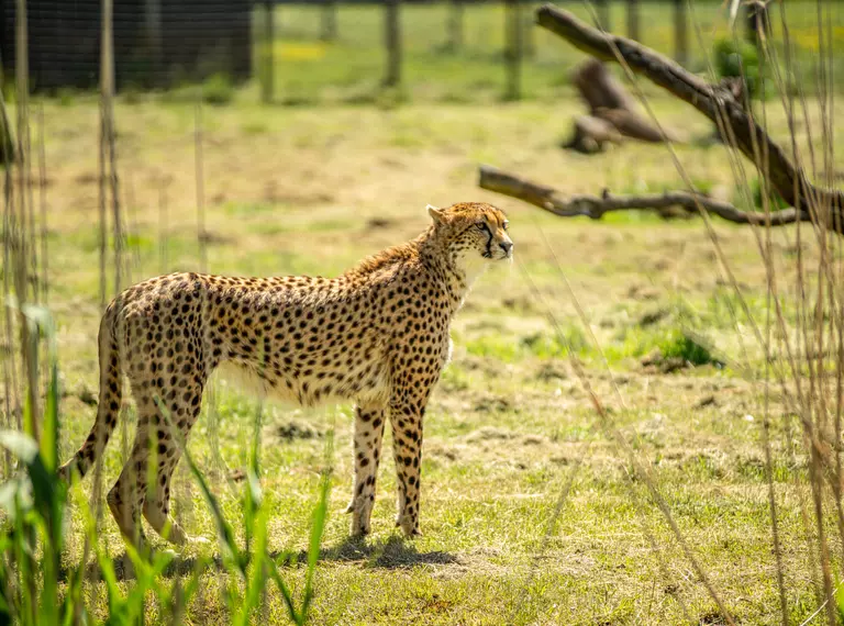 A cheetah stands behind long grass at Whipsnade Zoo
