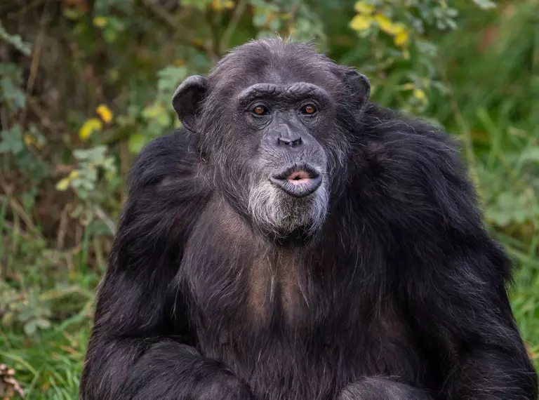 Koko the chimp at Whipsnade Zoo
