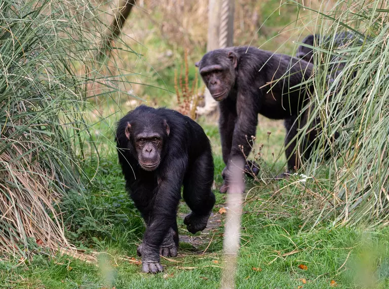 Chimps at Whipsnade Zoo