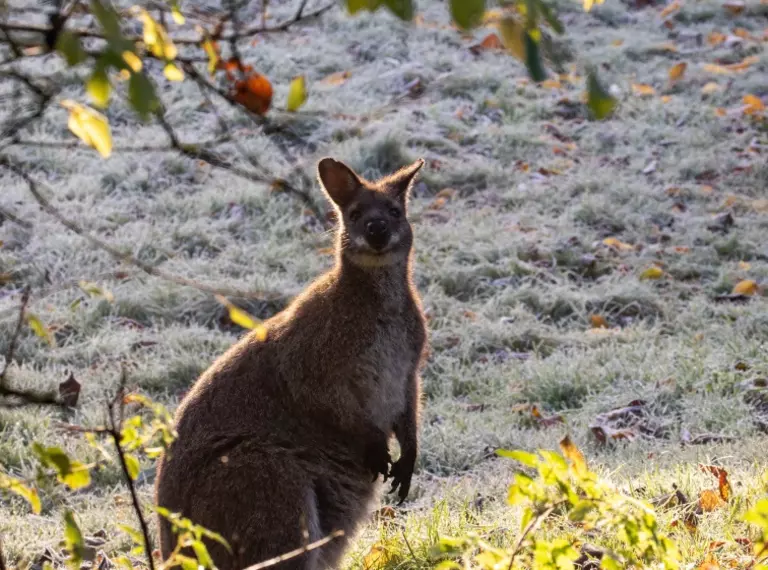 Wallaby at Whipsnade Zoo on frosty autumn morning