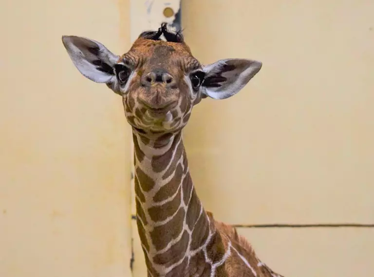 Baby giraffe at Whipsnade Zoo
