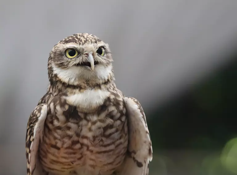 Burrowing owl perched on a person's hand